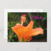 Oranje Hibiscus briefkaart (Voorkant / Achterkant)