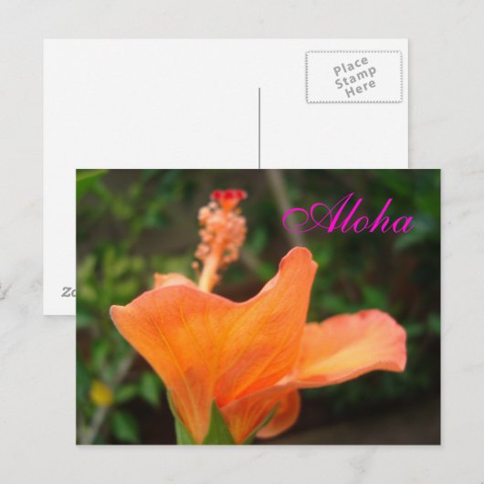 Oranje Hibiscus briefkaart (Voorkant / Achterkant)