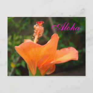 Oranje Hibiscus briefkaart