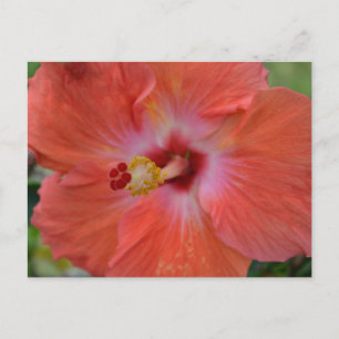 Oranje Hibiscus Briefkaart