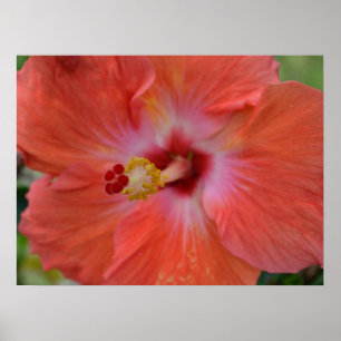 Oranje Hibiscus Canvas afdrukken Poster