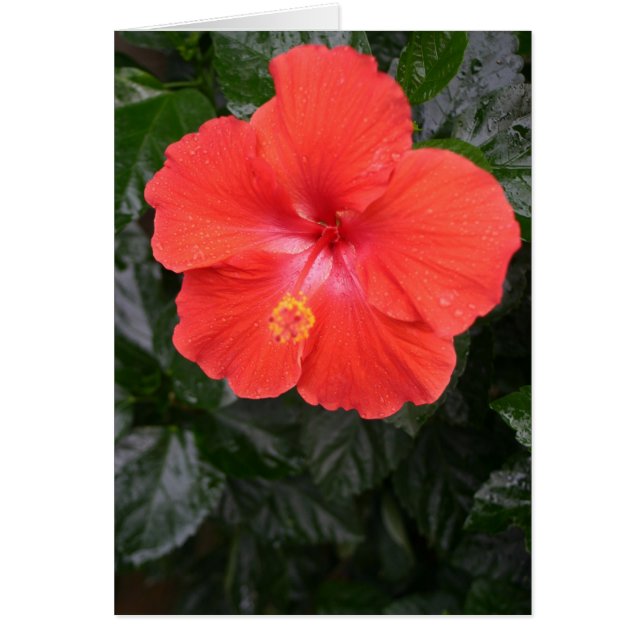 Oranje Hibiscus Flower (Voorkant)