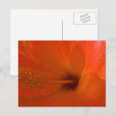 Oranje Hibiscus Flower Briefkaart (Voorkant / Achterkant)