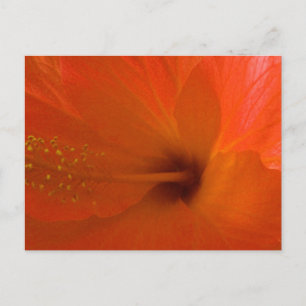 Oranje Hibiscus Flower Briefkaart