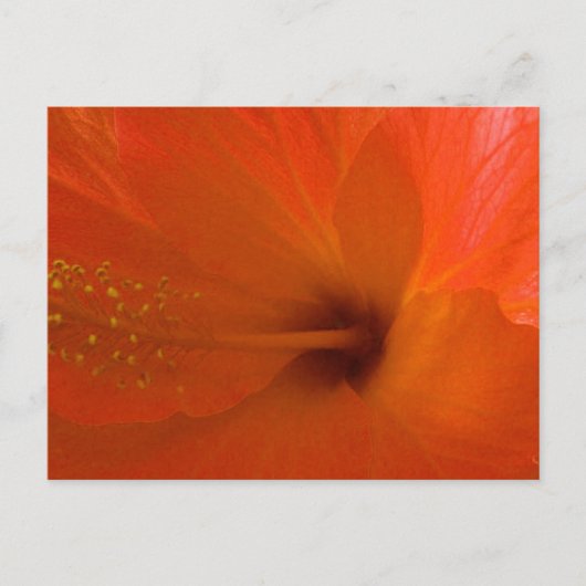 Oranje Hibiscus Flower Briefkaart (Voorkant)