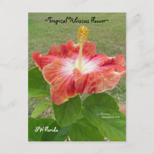 Oranje Hibiscus Flower Florida Spiegeland Briefkaa Briefkaart