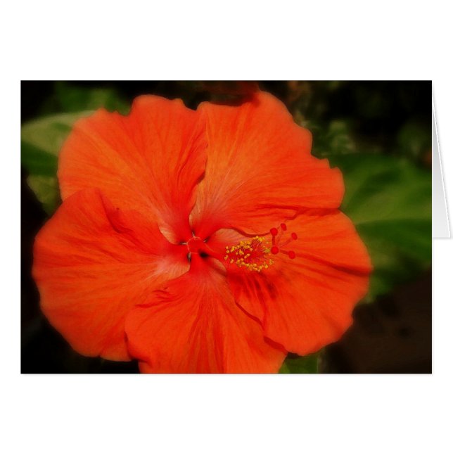 Oranje Hibiscus Flower Kaart (Voorkant Horizontaal)