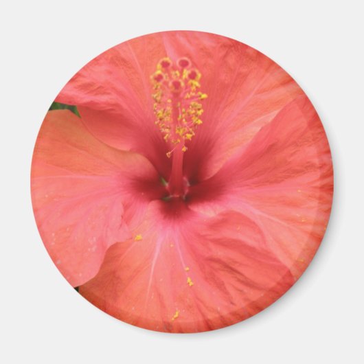 Oranje Hibiscus Flower Macro Magnet (Voorkant)