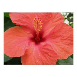 Oranje Hibiscus Flower Macro Poster