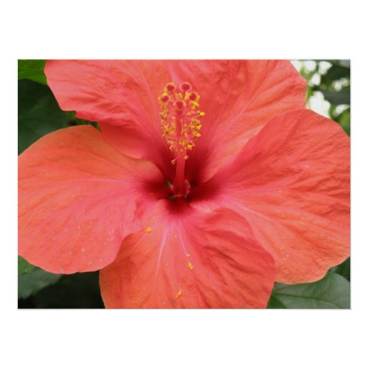 Oranje Hibiscus Flower Macro Poster (Voorkant)