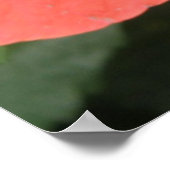 Oranje Hibiscus Flower Macro Print (Hoek)