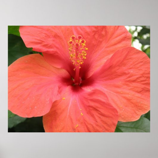 Oranje Hibiscus Flower Macro Print (Voorkant)
