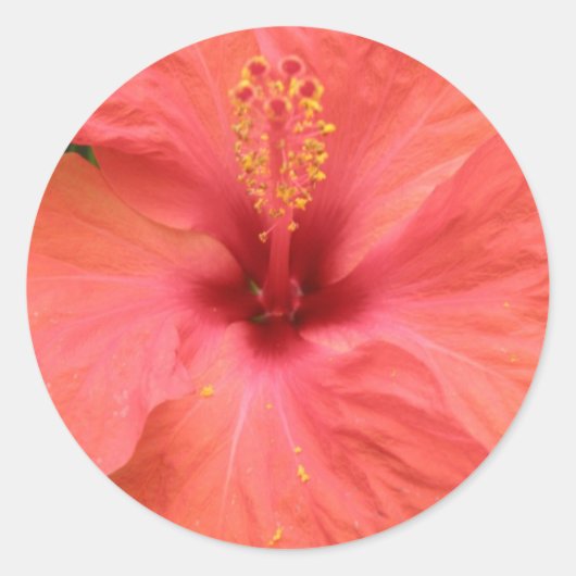 Oranje Hibiscus Flower Macro Sticker (Voorkant)