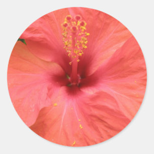 Oranje Hibiscus Flower Macro Sticker