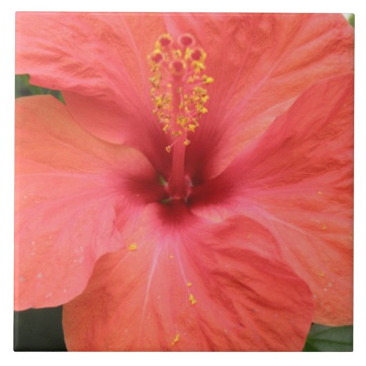 Oranje Hibiscus Flower Macro Tile Tegeltje (Voorkant)