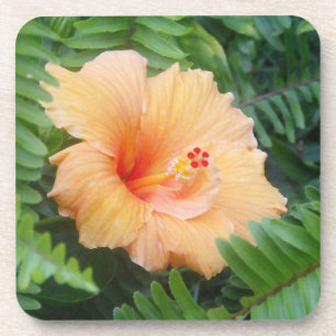 Oranje Hibiscus Flower met Ferns Drankjes Onderzetter