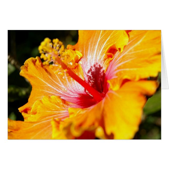 Oranje Hibiscus Flower Side Uitzicht (Voorkant Horizontaal)