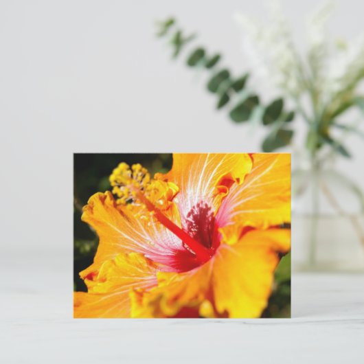 Oranje Hibiscus Flower Side Uitzicht Briefkaart (Staand voorkant)
