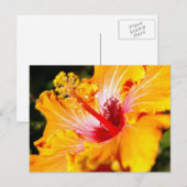 Oranje Hibiscus Flower Side Uitzicht Briefkaart (Voorkant / Achterkant)