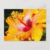 Oranje Hibiscus Flower Side Uitzicht Briefkaart (Voorkant)