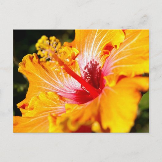 Oranje Hibiscus Flower Side Uitzicht Briefkaart (Voorkant)