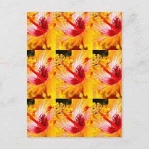 Oranje Hibiscus Flower Side Uitzicht Briefkaart