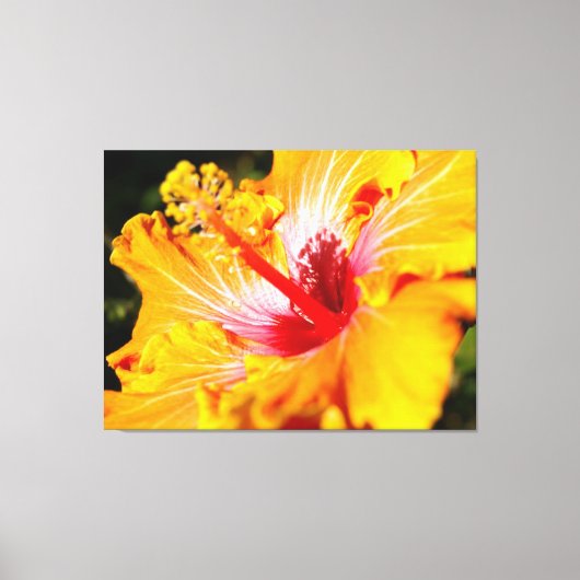 Oranje Hibiscus Flower Side Uitzicht Canvas Afdruk (Voorkant)