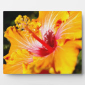 Oranje Hibiscus Flower Side Uitzicht Fotoplaat (Voorkant)