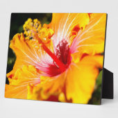 Oranje Hibiscus Flower Side Uitzicht Fotoplaat (Zijkant)