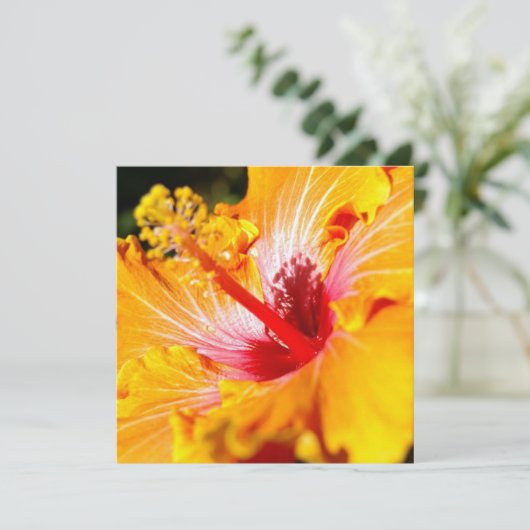 Oranje Hibiscus Flower Side Uitzicht Kaart (Staand voorkant)