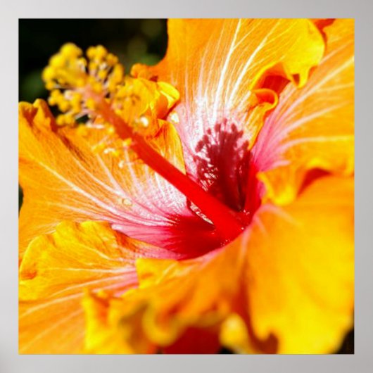 Oranje Hibiscus Flower Side Uitzicht Poster (Voorkant)