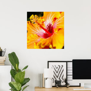 Oranje Hibiscus Flower Side Uitzicht Poster