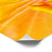 Oranje Hibiscus Flower Side Uitzicht Poster (Hoek)