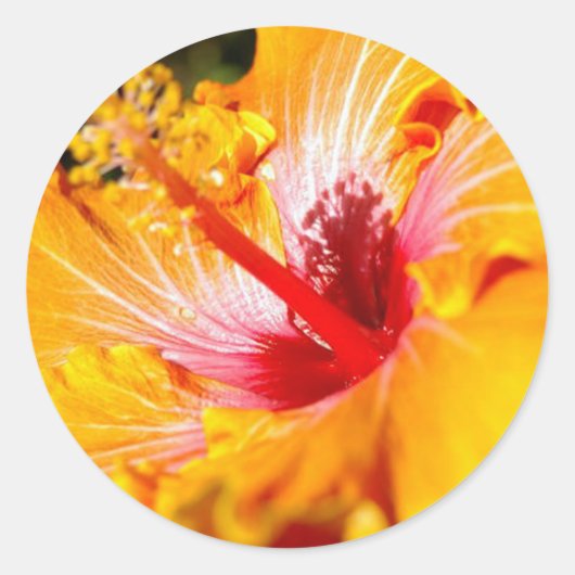 Oranje Hibiscus Flower Side Uitzicht Ronde Sticker (Voorkant)