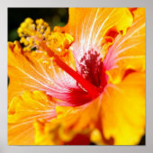 Oranje Hibiscus Flower Side Uitzicht Small Poster (Voorkant)