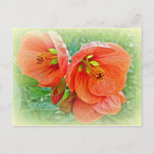 Oranje Hibiscus Flowers Briefkaart (Voorkant)