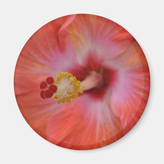 Oranje Hibiscus Magnet (Voorkant)