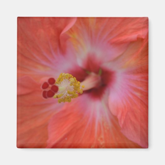 Oranje Hibiscus Magnet (Voorkant)
