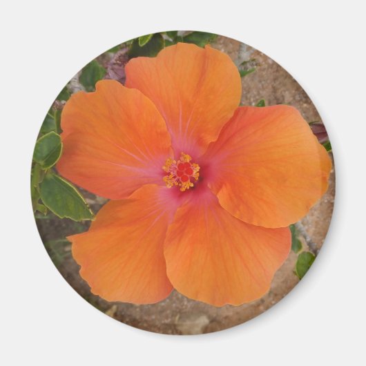 Oranje Hibiscus magnet (Voorkant)