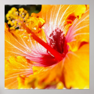 Oranje Hibiscus Poster