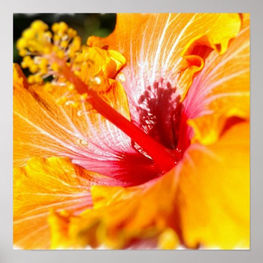 Oranje Hibiscus Poster (Voorkant)