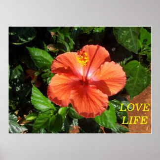 Oranje Hibiscus Poster