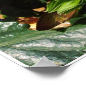 Oranje Hibiscus Poster (Hoek)