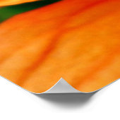 Oranje Hibiscus Poster (Hoek)