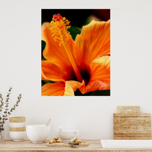 Oranje Hibiscus Poster (Keuken)