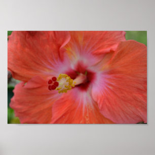 Oranje Hibiscus poster