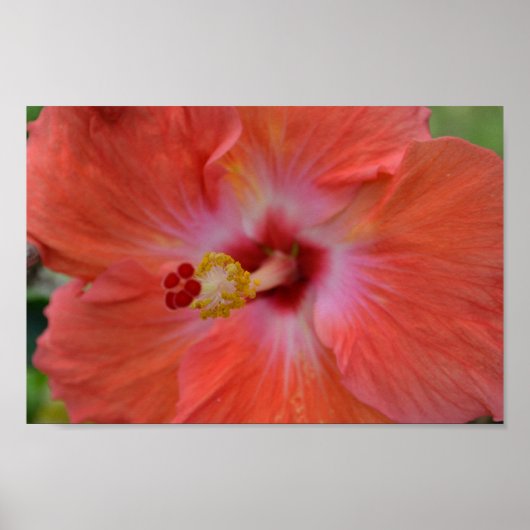 Oranje Hibiscus poster (Voorkant)