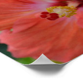 Oranje Hibiscus poster (Hoek)