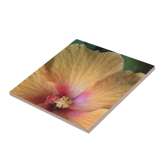 Oranje Hibiscus Ruffle Tegeltje (Zijkant)