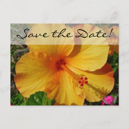 Oranje Hibiscus * Save the Date Aankondigingskaart (Voorkant)
